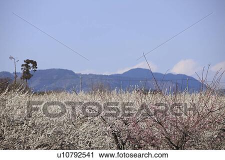 Plum Blossom Trees View Large Photo Image Stock Image - Plum Blossom Trees. Fotosearch