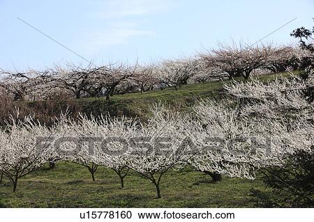 Stock Image - Plum Blossom Trees. Fotosearch
