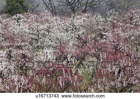 Plum Blossom Trees View Large Photo Image Stock Image - Plum Blossom Trees. Fotosearch