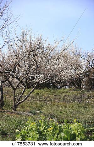 Plum Blossom Trees View Large Photo Image Stock Image - Plum Blossom Trees. Fotosearch