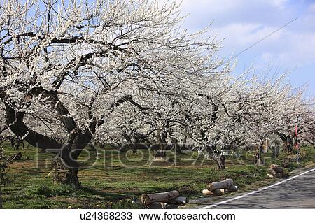 Stock Image - Plum Blossom Trees. Fotosearch
