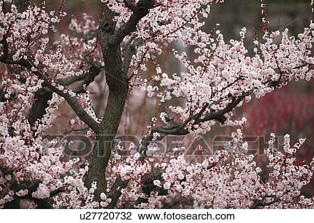 Stock Image - Plum Blossom Trees. Fotosearch