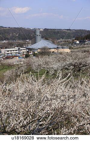 Plum Blossom Trees, Town in Background View Large Photo Image Stock Photo - Plum Blossom Trees, Town in Background. Fotosearch