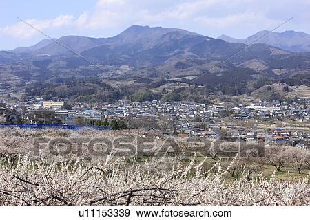 Plum Blossoms and Mountains View Large Photo Image Stock Photo - Plum Blossoms and Mountains. Fotosearch