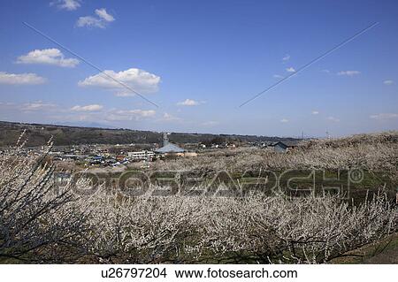 Picture - Plum Blossoms. Fotosearch