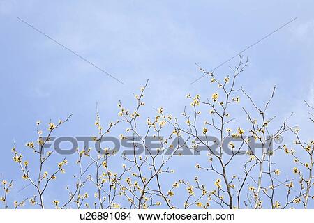 Plum Blossoms View Large Photo Image Picture - Plum Blossoms. Fotosearch