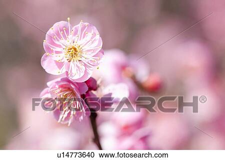 Stock Image - Plum Blossoms. Fotosearch