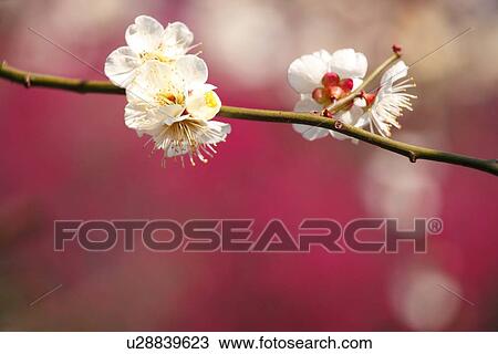 Stock Image - Plum Blossoms. Fotosearch