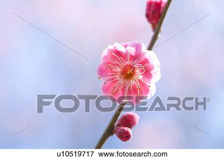 Plum Blossoms View Large Photo Image Stock Photo - Plum Blossoms. Fotosearch