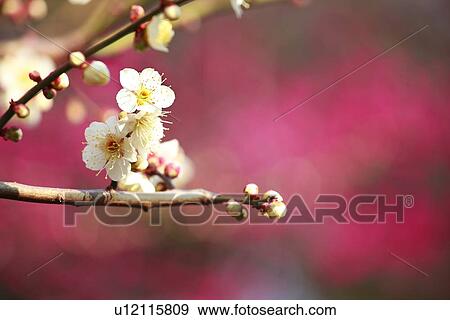 Plum Blossoms View Large Photo Image Stock Photo - Plum Blossoms. Fotosearch