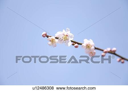 Plum Blossoms View Large Photo Image Stock Photo - Plum Blossoms. Fotosearch