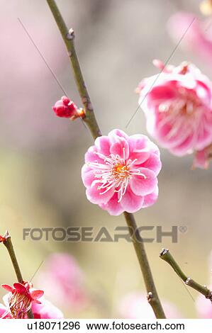 Plum Blossoms View Large Photo Image Stock Photograph - Plum Blossoms. Fotosearch