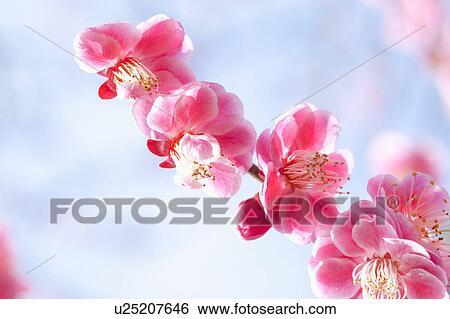 Stock Photograph - Plum Blossoms. Fotosearch