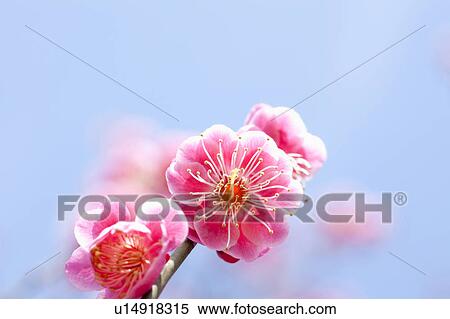 Plum Blossoms View Large Photo Image Stock Photography - Plum Blossoms. Fotosearch