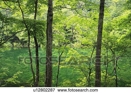 Stock Photo - Pond in Forest. Fotosearch