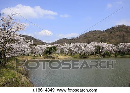 Pond Lined with Cherry Blossom Trees View Large Photo Image Stock Photo - Pond Lined with Cherry Blossom Trees. Fotosearch