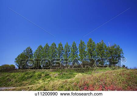 Poplar Trees in Row View Large Photo Image Stock Image - Poplar Trees in Row. Fotosearch