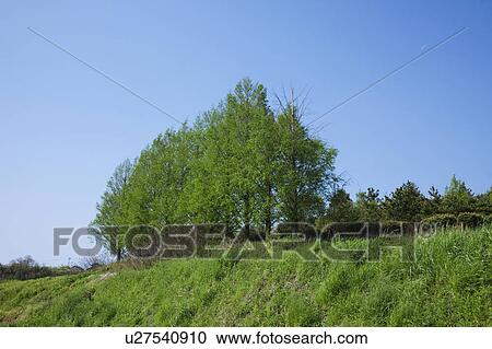 Poplar Trees View Large Photo Image Stock Image - Poplar Trees. Fotosearch