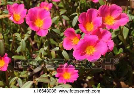 Stock Photograph - Portulaca oleracea (Common Purslane). Fotosearch