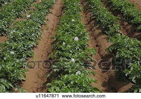 Stock Image - Potato farm, Chiba Prefecture, Honshu, Japan. Fotosearch