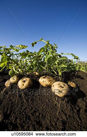 Picture - Potatoes in Field. Fotosearch