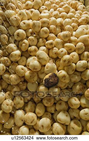 Picture - Potatoes with one black potato. Fotosearch