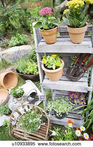 Potted flowers and gardening equipments View Large Photo Image Stock Photography - Potted flowers and gardening equipments. Fotosearch