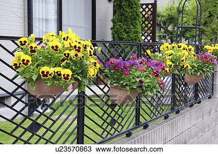 Potted pansies hanging from fence View Large Photo Image Stock Image - Potted pansies hanging from fence. Fotosearch