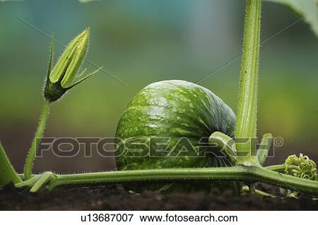 Pumpkin, Chiba Prefecture, Japan View Large Photo Image Stock Photo - Pumpkin, Chiba Prefecture, Japan . Fotosearch
