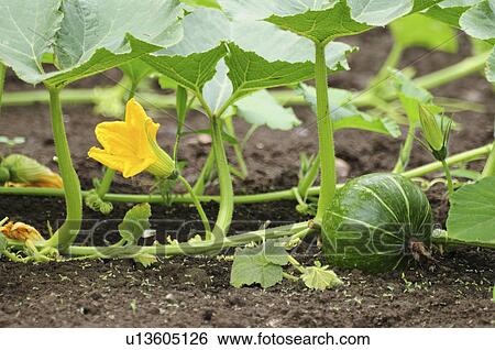 Pumpkin, Chiba Prefecture, Japan View Large Photo Image Stock Photograph - Pumpkin, Chiba Prefecture, Japan . Fotosearch