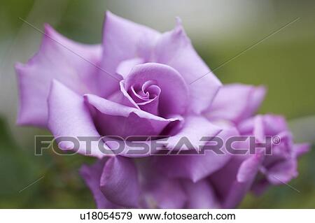 Stock Photo - Purple Flower. Fotosearch