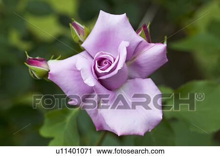Stock Image - Purple Rose and Buds. Fotosearch