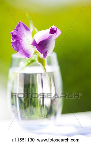 Stock Image - Purple Rose. Fotosearch