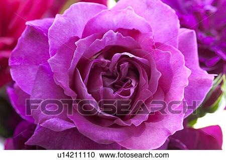 Purple Rose View Large Photo Image Stock Image - Purple Rose. Fotosearch