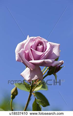 Stock Image - Purple Rose. Fotosearch
