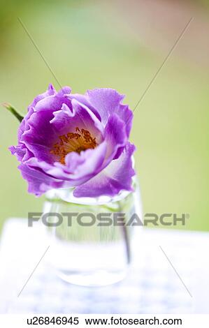 Stock Photography - Purple Rose. Fotosearch