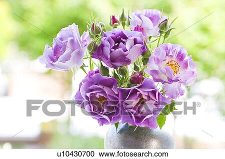 Stock Image - Purple Roses. Fotosearch