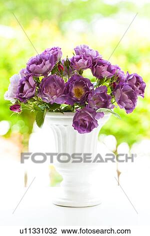 Purple Roses View Large Photo Image Stock Image - Purple Roses. Fotosearch