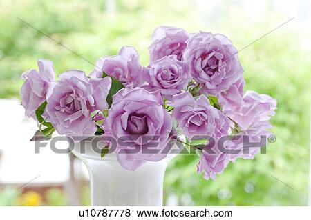 Stock Photo - Purple Roses. Fotosearch