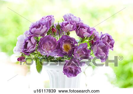 Stock Photo - Purple Roses. Fotosearch
