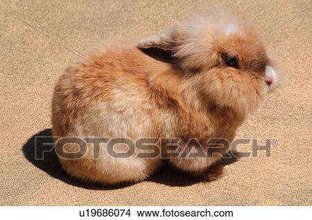 Rabbit View Large Photo Image Picture - Rabbit. Fotosearch