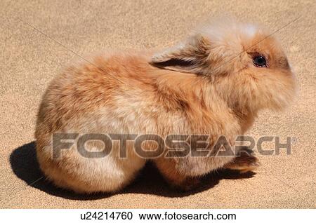 Stock Image - Rabbit. Fotosearch