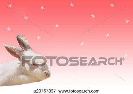 Stock Photo - Rabbit. Fotosearch