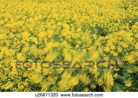Rape Blossom Field View Large Photo Image Stock Image - Rape Blossom Field. Fotosearch