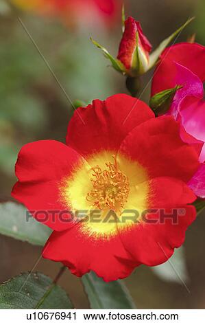 Red Mini Rose View Large Photo Image Stock Image - Red Mini Rose. Fotosearch