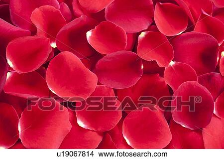 Red Rose Petals View Large Photo Image Picture - Red Rose Petals. Fotosearch