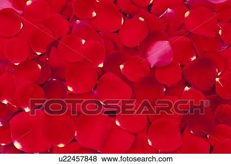 Red Rose Petals View Large Photo Image Stock Photo - Red Rose Petals. Fotosearch