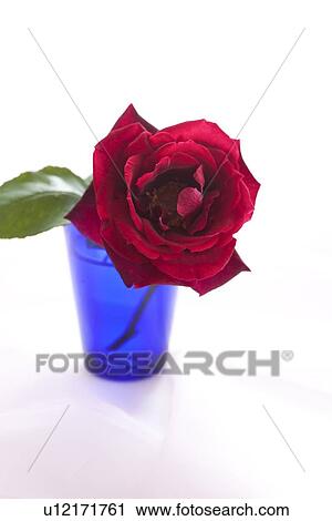 Stock Image - Red Rose. Fotosearch