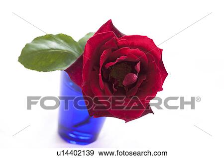 Red Rose View Large Photo Image Stock Photo - Red Rose. Fotosearch