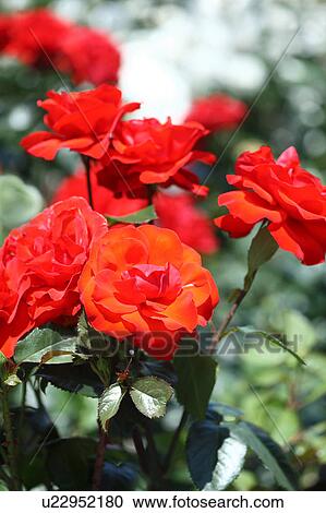 Red roses (Chorus) View Large Photo Image Stock Image - Red roses (Chorus). Fotosearch